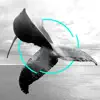 STELLARE - Gray Whale (feat. Alberto Bof, Lowtopic, Ale Bavo, FiloQ & Raffaele Rebaudengo) - Single